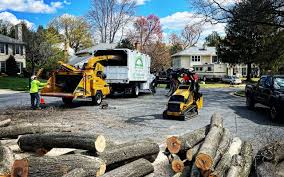 Best Tree Maintenance Programs  in Franklinton, NC