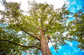 Best Utility Line Clearance  in Franklinton, NC