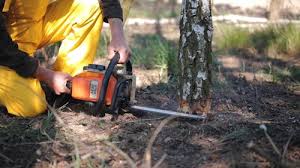 Best Tree Fertilization  in Franklinton, NC