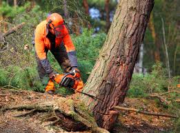 Best Arborist Consultation Services  in Franklinton, NC