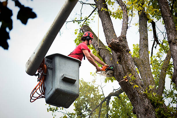 Why Choose Our Tree Removal Services in Franklinton, NC?